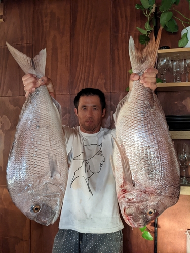 マダイの釣果