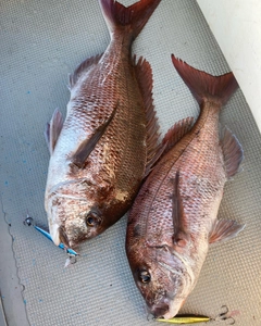 マダイの釣果