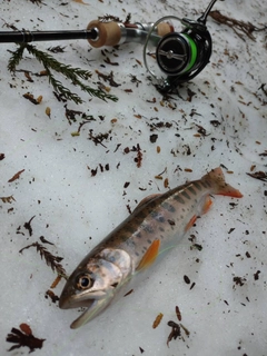 ヤマメの釣果