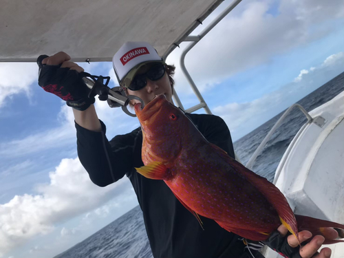 バラハタの釣果