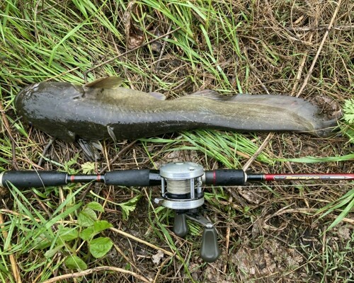 ナマズの釣果