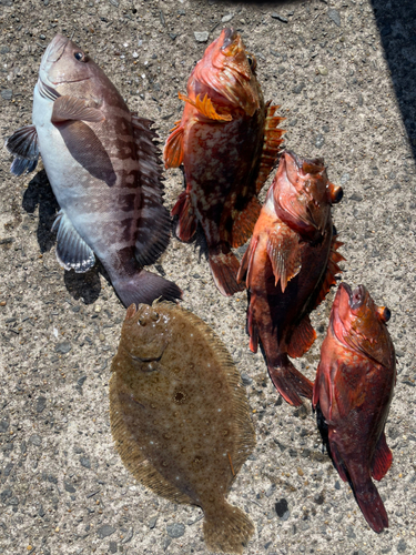 マハタの釣果