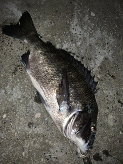 チヌの釣果