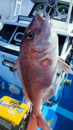 マダイの釣果