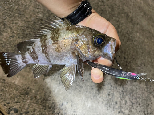 シロメバルの釣果