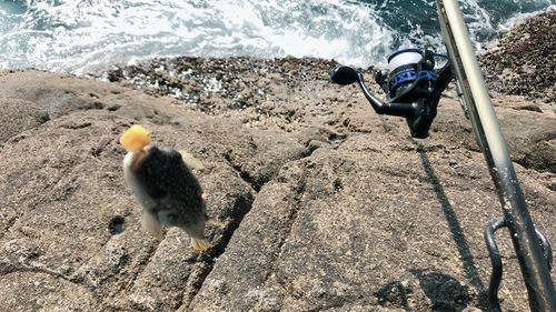 フグの釣果