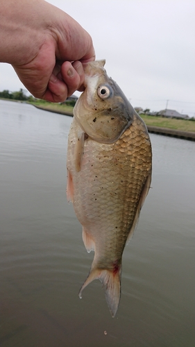 フナの釣果