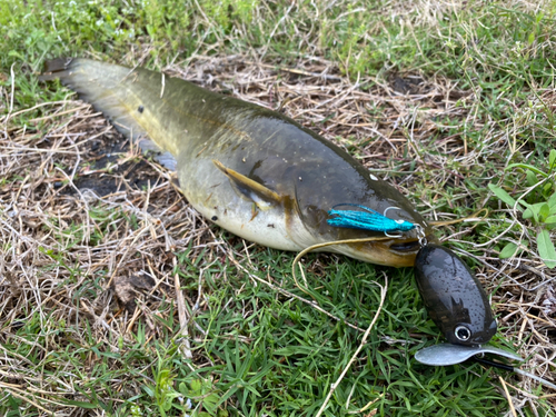 ナマズの釣果