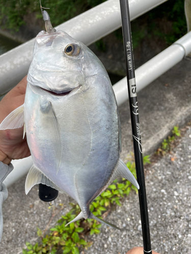 ロウニンアジの釣果