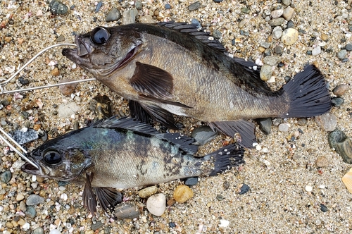 メバルの釣果