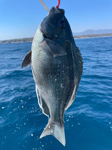 グレの釣果