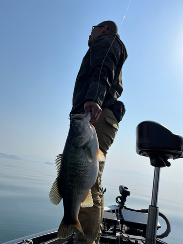 ブラックバスの釣果