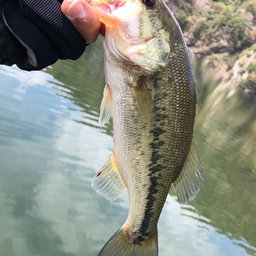 あきおの釣果