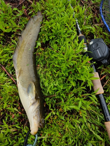 ナマズの釣果