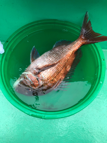 マダイの釣果