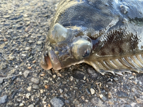 カレイの釣果