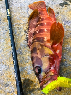 アカハタの釣果