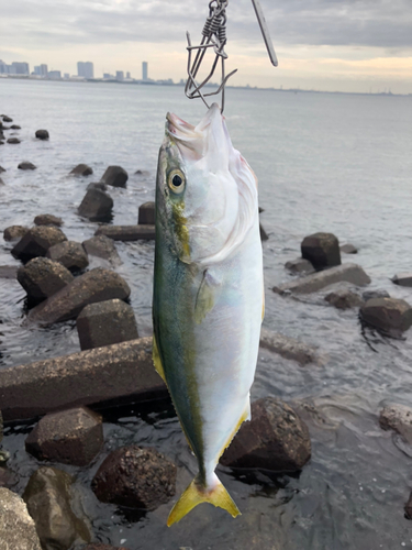 イナダの釣果