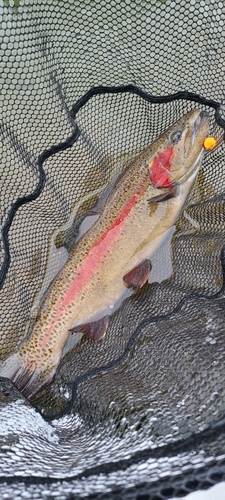 ニジマスの釣果