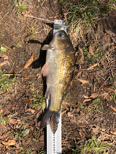 ヘラブナの釣果