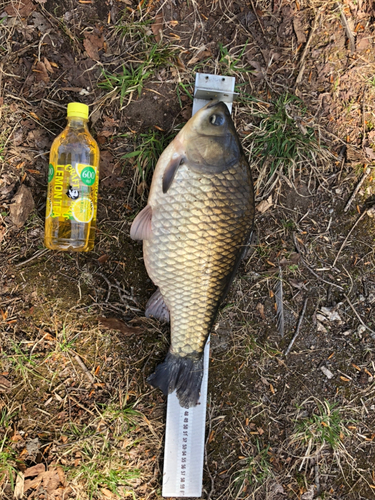 ヘラブナの釣果