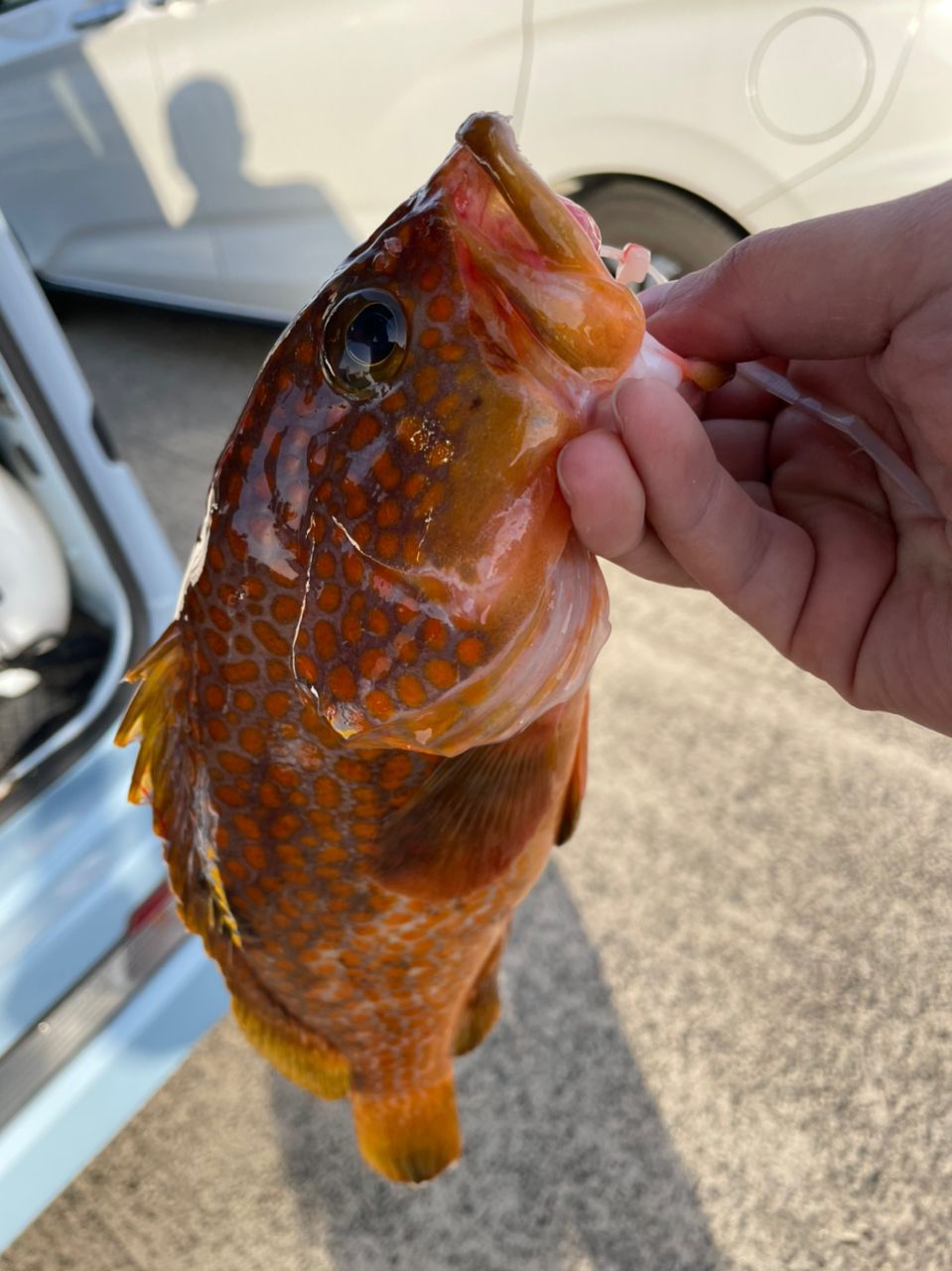 ヒラメアングラーさんの釣果 1枚目の画像