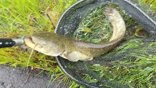 ナマズの釣果