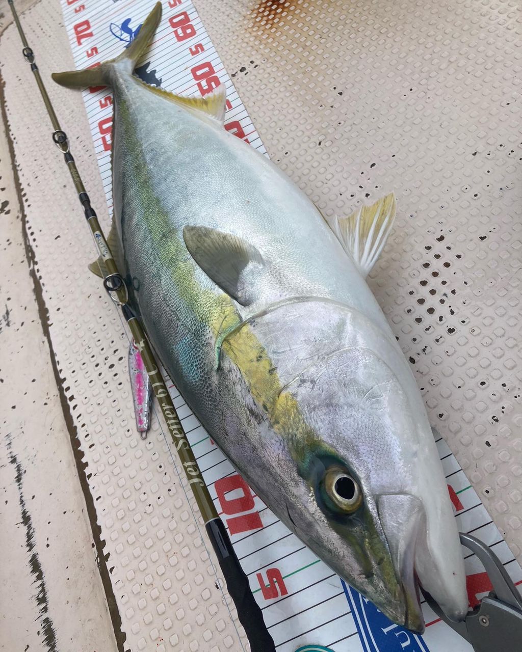 かまちゃん🎣シドニー🇦🇺さんの釣果 2枚目の画像