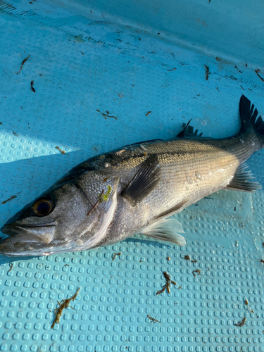 スズキの釣果