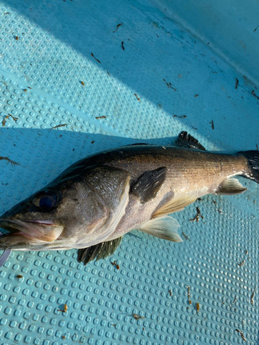 スズキの釣果