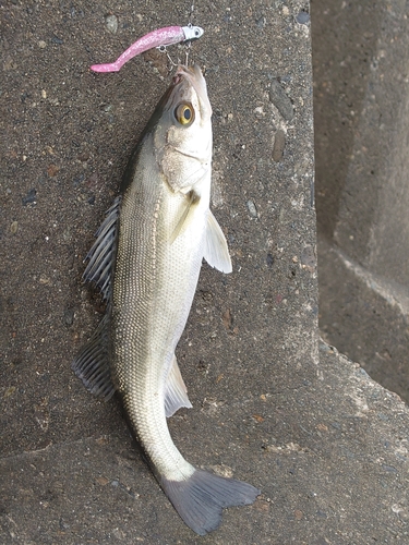 フッコ（マルスズキ）の釣果