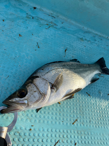 セイゴ（ヒラスズキ）の釣果