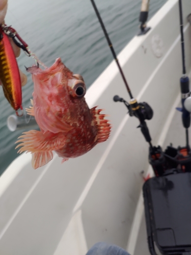 アカメバルの釣果