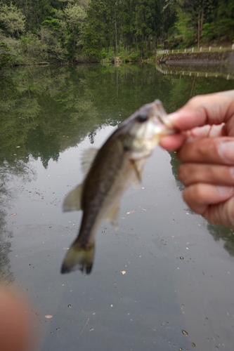 ラージマウスバスの釣果