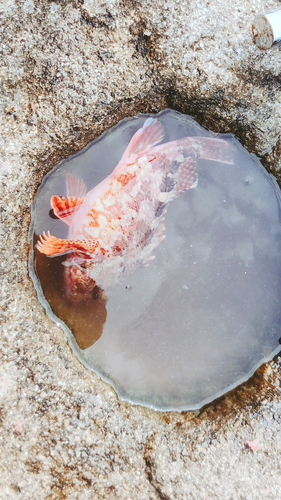 ガシラの釣果