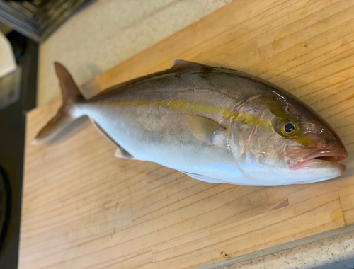 カンパチの釣果