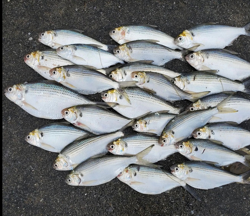 リュウキュウドロクイの釣果