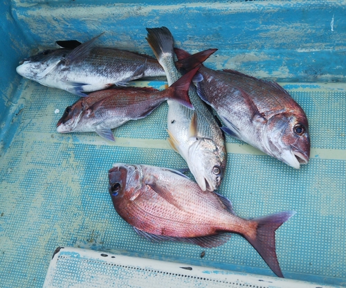 マダイの釣果