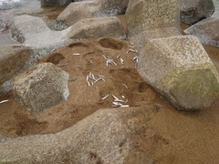 カタクチイワシの釣果