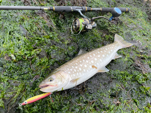 アメマスの釣果