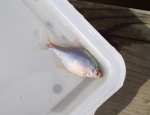 タイリクバラタナゴの釣果