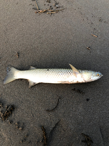 ボラの釣果