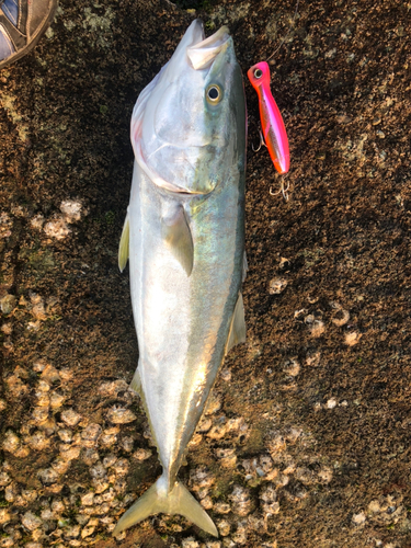 ブリの釣果