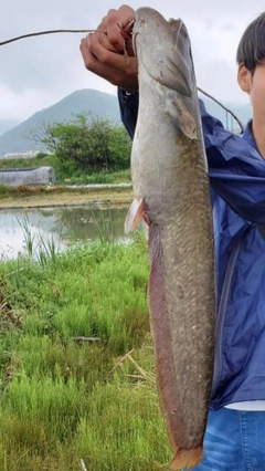 ナマズの釣果