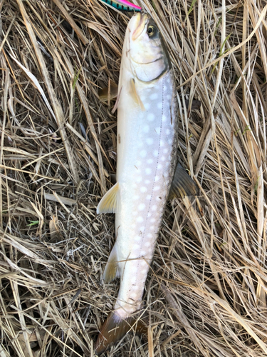 アメマスの釣果