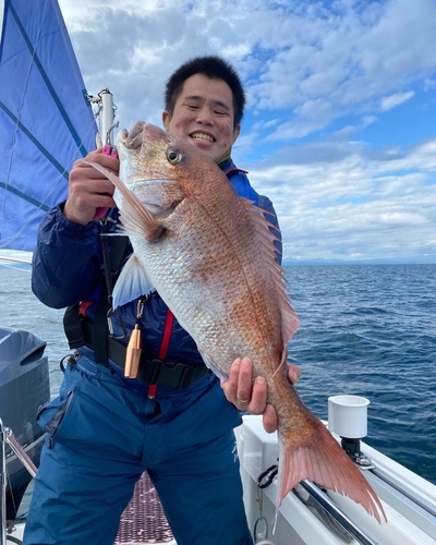 マダイの釣果