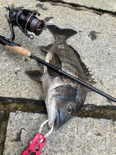 チヌの釣果