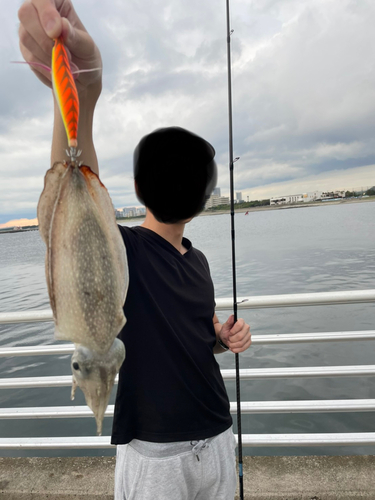 シリヤケイカの釣果