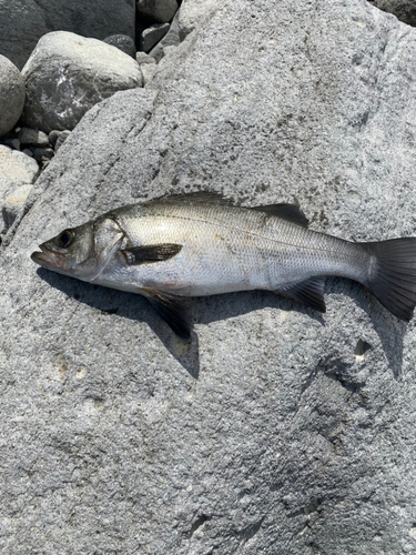 ヒラスズキの釣果