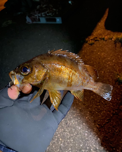 アカメバルの釣果